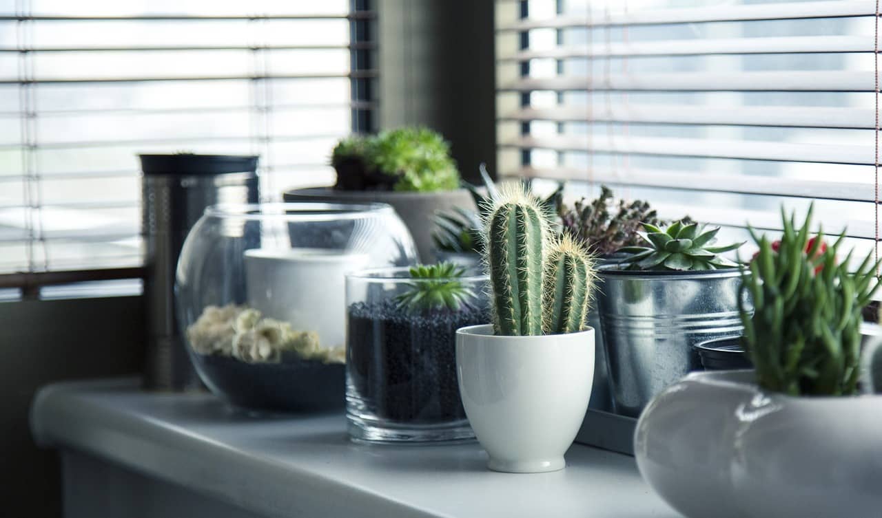 초보자가 키우기 쉬운 실내식물 추천 – 관리 부담 없는 입문용 식물 가이드 - Indoor Plant Selection Tips for Beginners