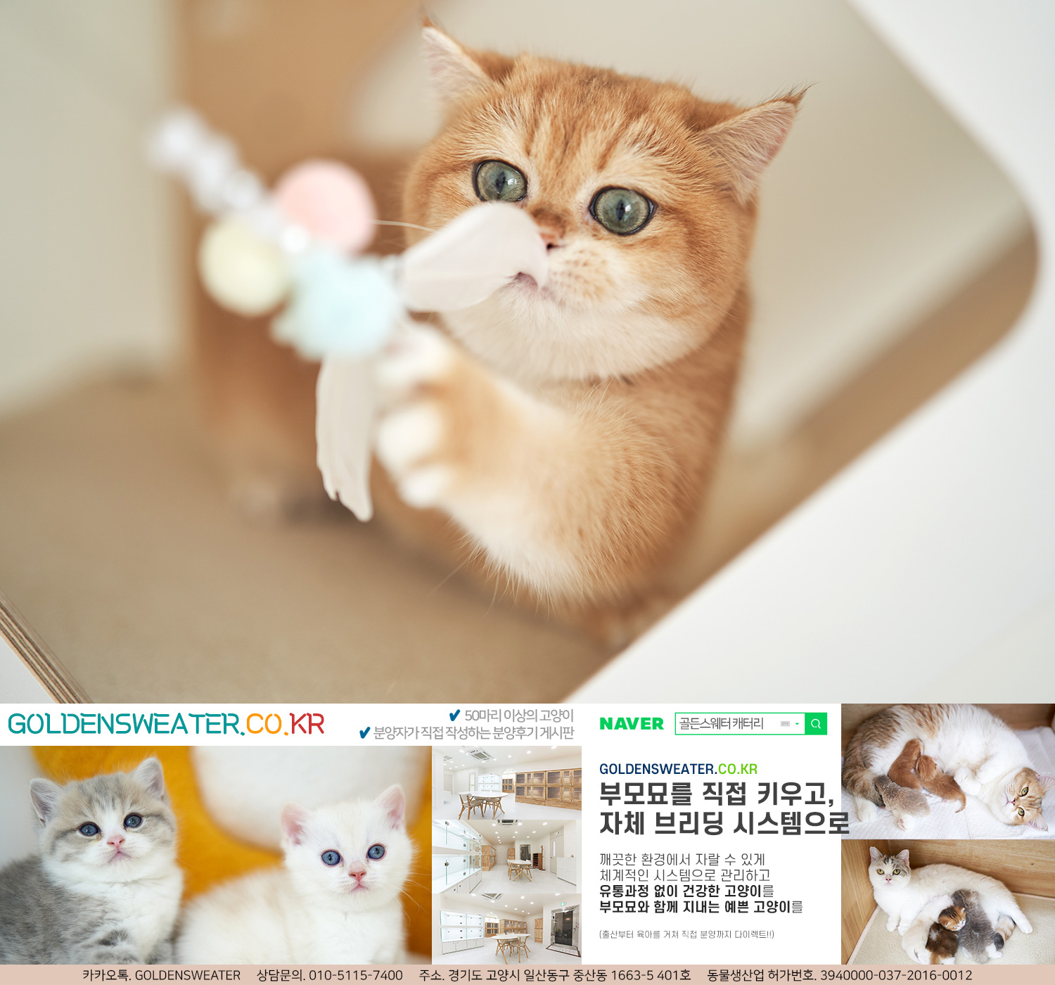  화성고양이분양 골든스웨터 캐터리라면!!