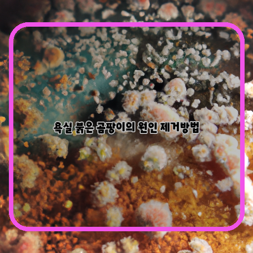  끝없는 박테리아! 적극적인 대응으로 싹둑 없애는 붉은 곰팡이 제거법!