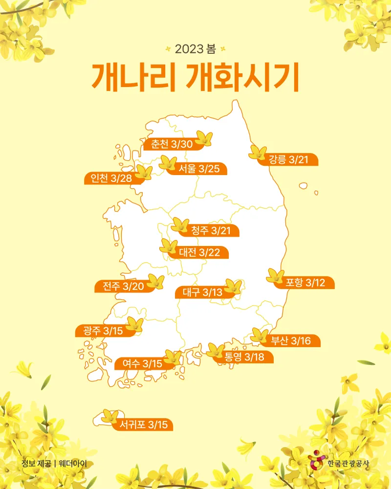 개나리 개화시기 2025 서울 경기 강원 전남 경북 제주_3