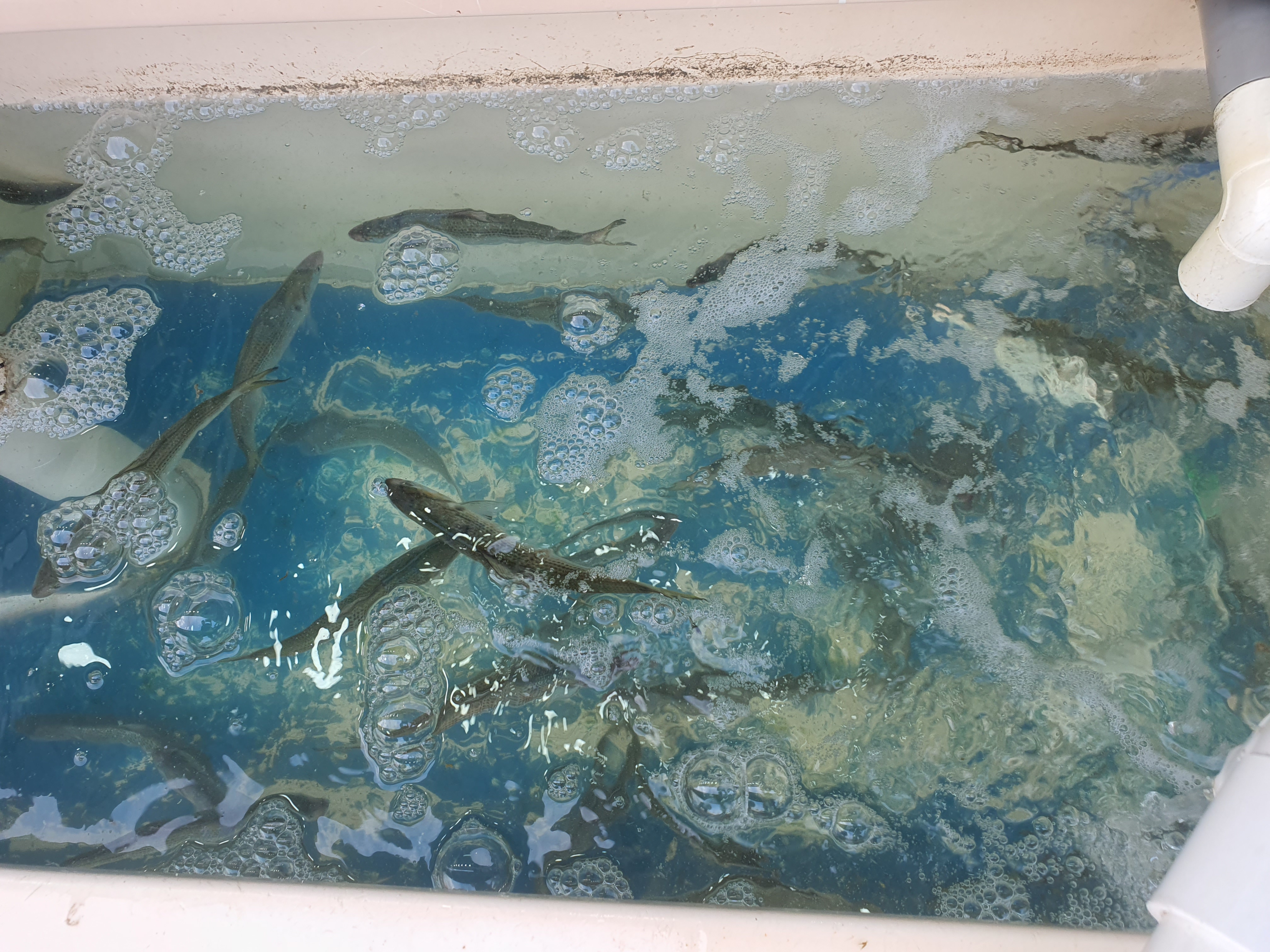 홍성 남당리 대하 축제 전어 맛집 세자매