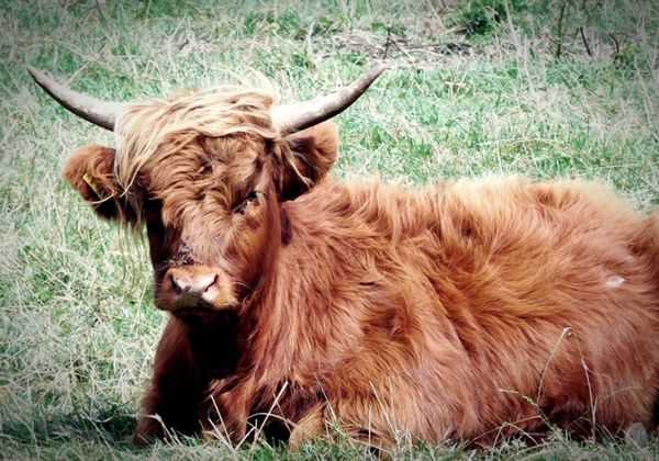 해몽 풀이정리 소꿈 소를보는꿈