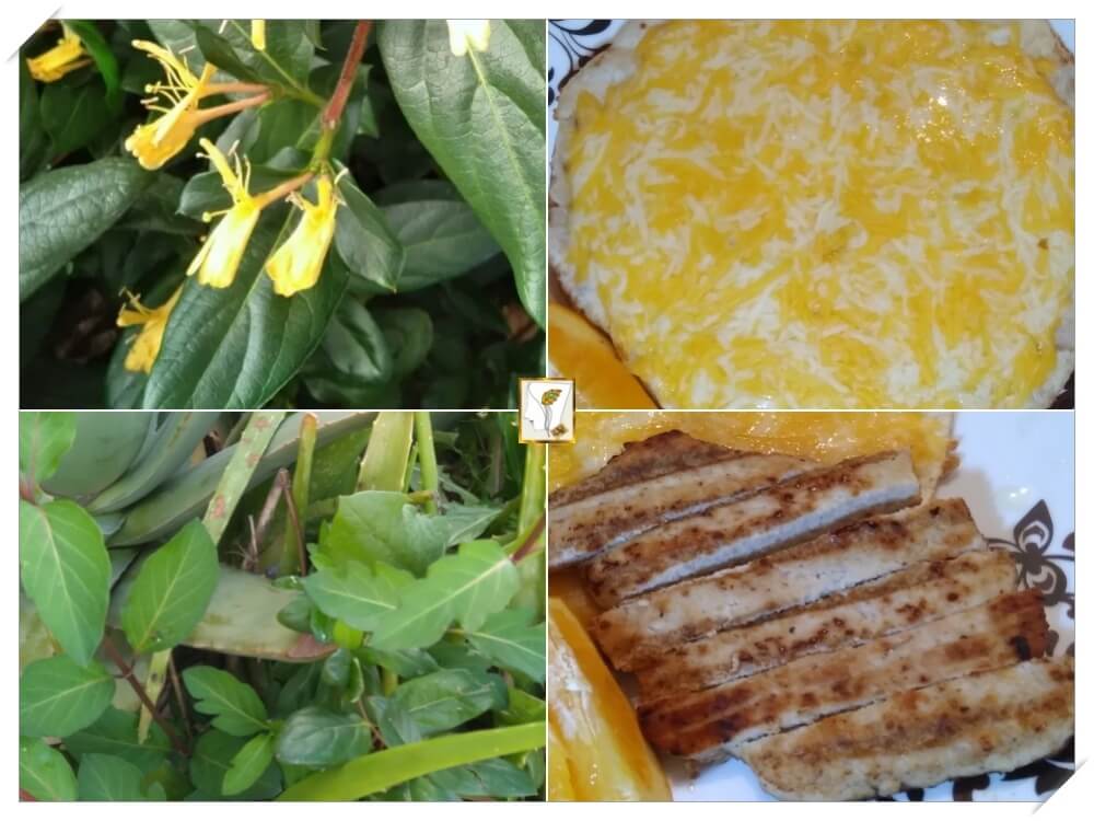 인동넝쿨 금화꽃-치즈-오렌지-치킨-카사딜리아