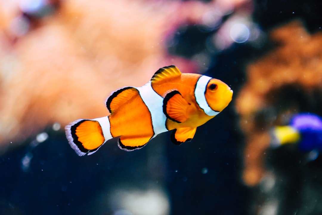 Bonghwang (which means ice fish)