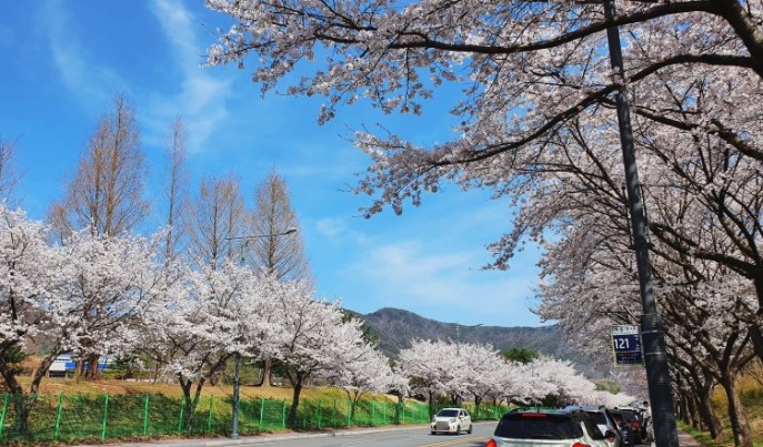 충청도 벚꽃 명소인 계룡대 벚꽃길 모습