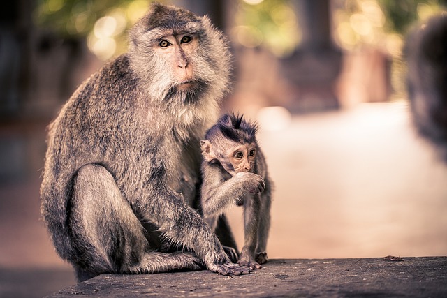 몽키 포레스트(Monkey Forest)의 엄마 원숭이와 아기 원숭이
