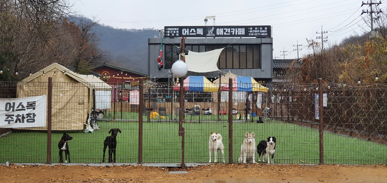  인천 어스독 애견카페 방문기