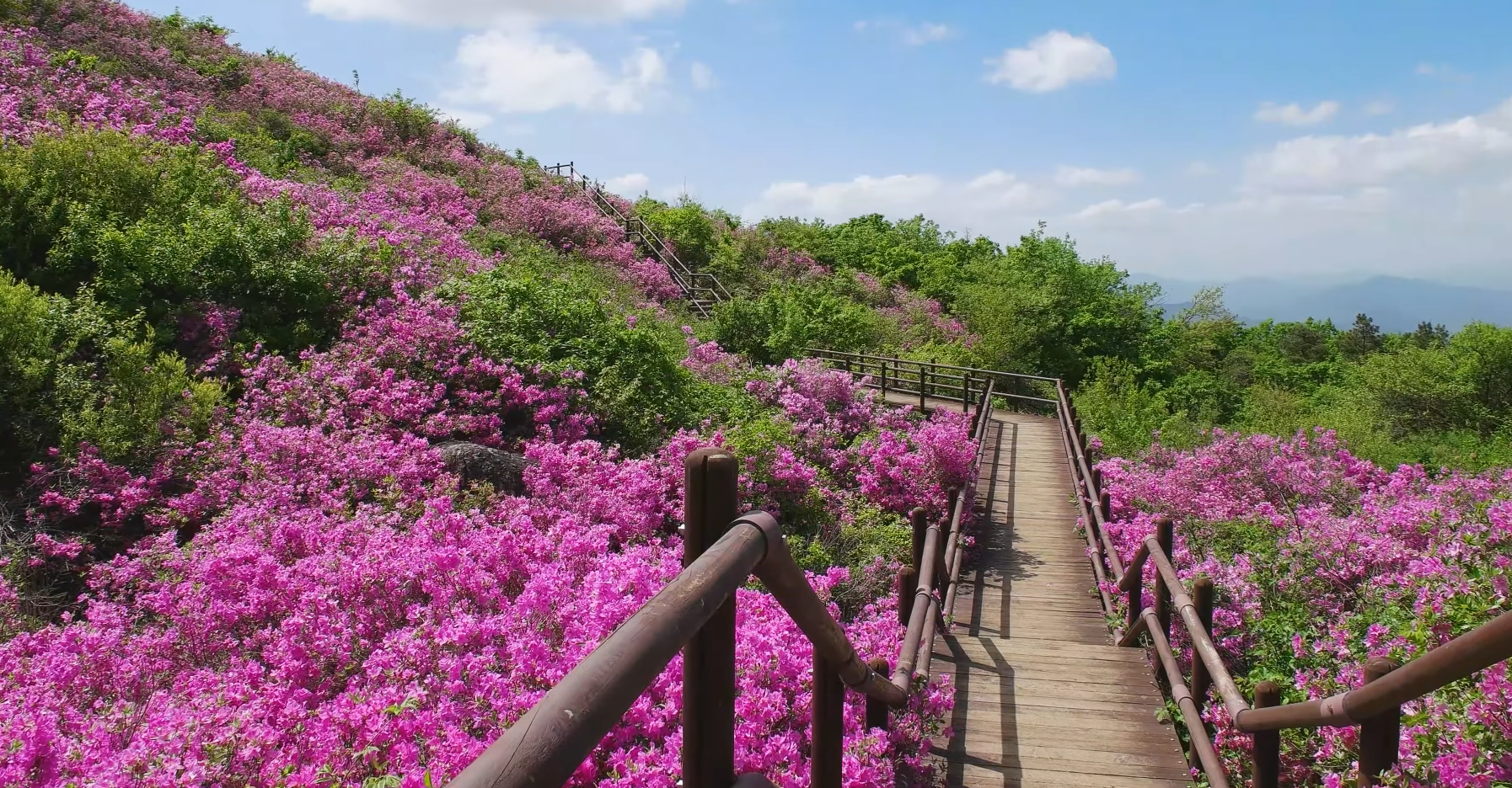 2023 지리산 바래봉 철쭉 군락지 여행 (지리산 운봉 바래봉 철쭉 축제)
