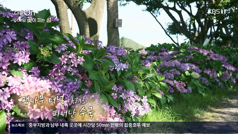 다큐 On.E201.230610p.H264-F1RST.mp4_20230611_165949.369.jpg