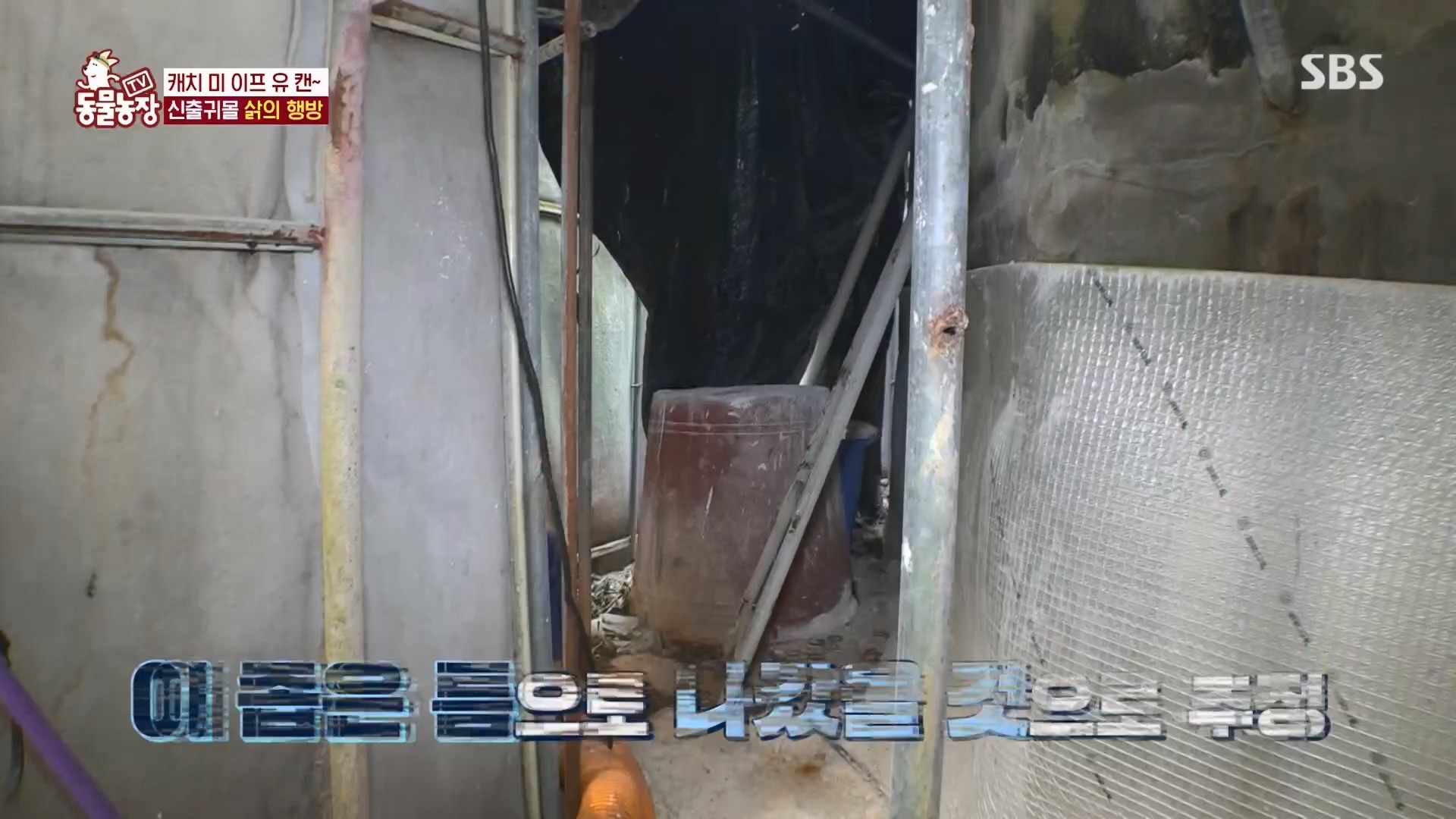 TV 동물농장.E1165.240331p.H264-F1RST.mp4_20240331_144348.547.jpg