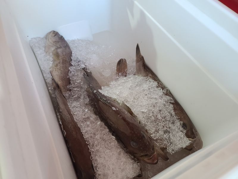 냉동보관중인-생선