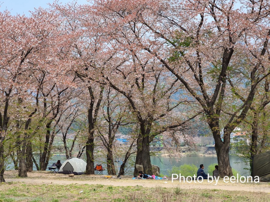  [벚꽃추천]경기도 남양주 대성리 벚꽃 나들이 데이트코스 추천