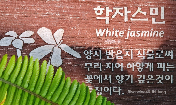 학자스민(Jasminum polyanthum)