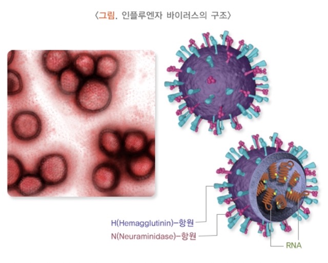 독감 증상