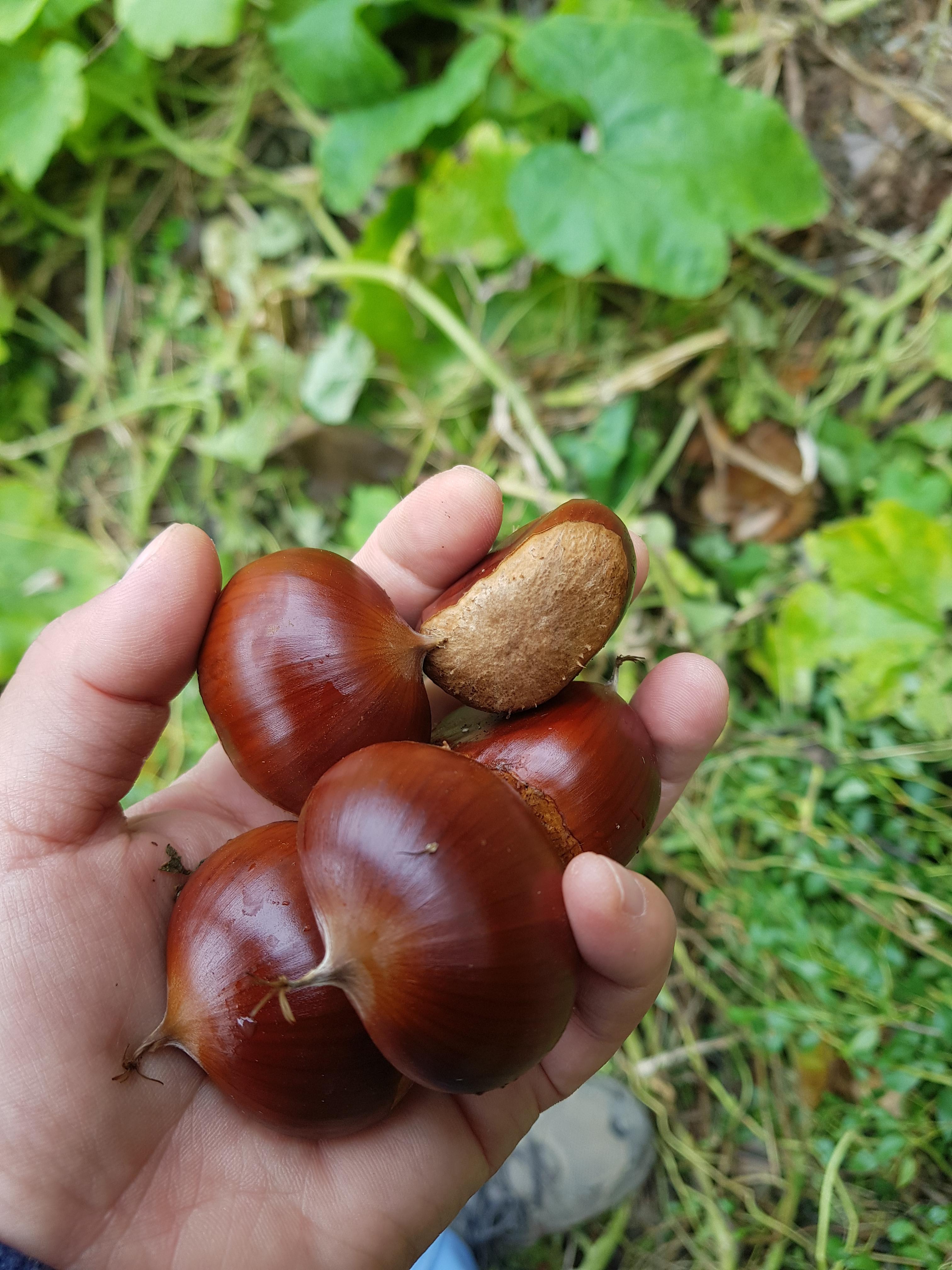  알밤
