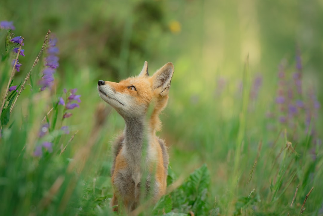 Fox