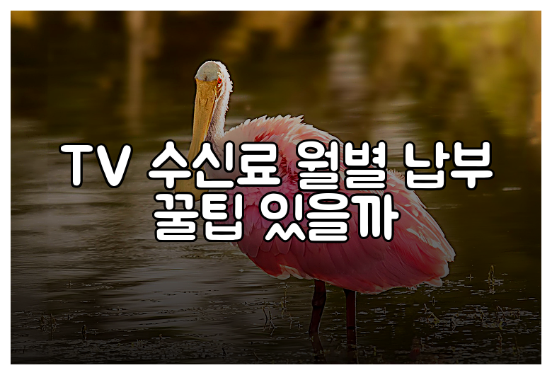 TV 수신료 월별 납부 꿀팁 있을까