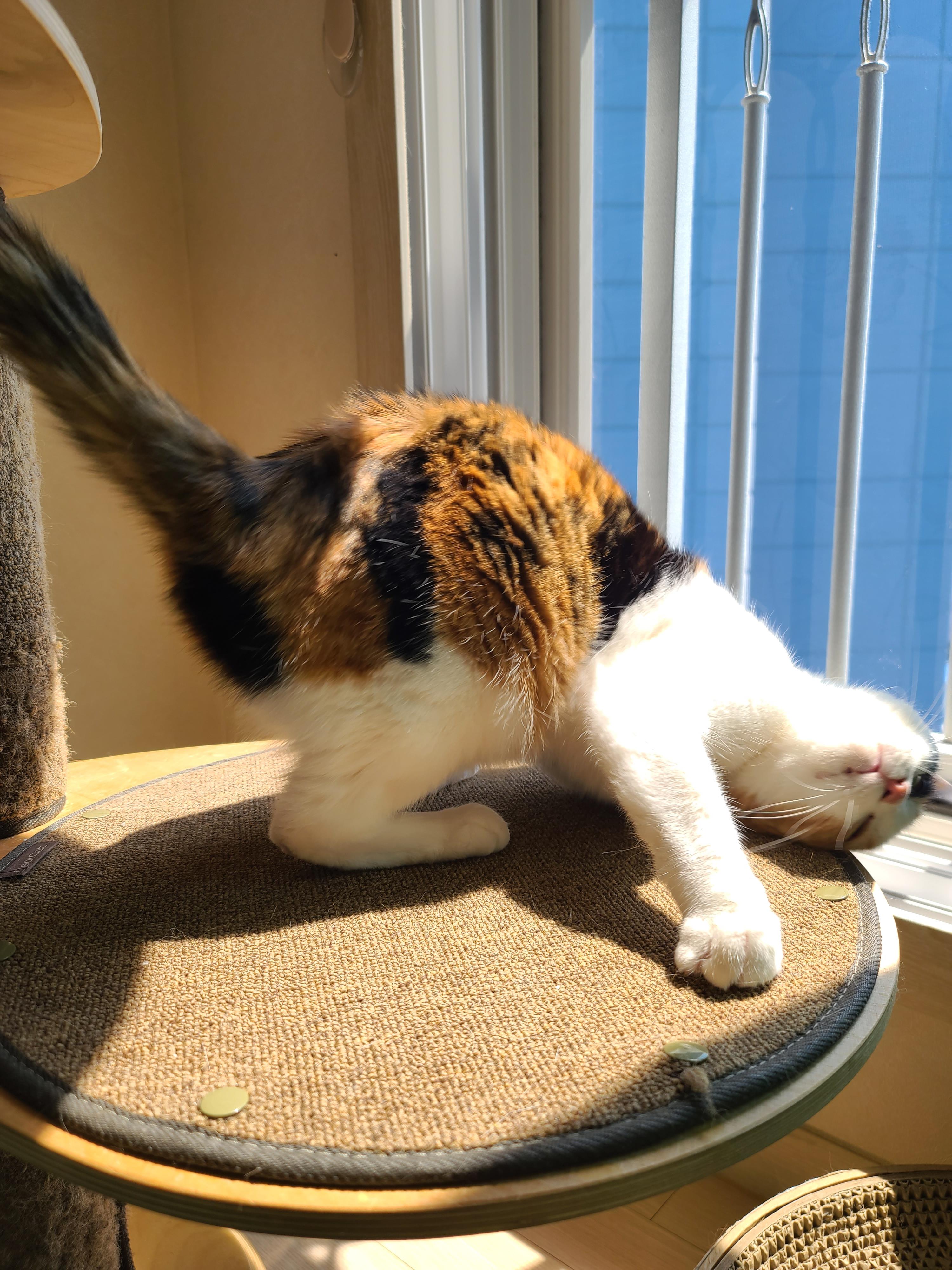햇빛 쬐면 아기맹수로 변신하는 삼색이 고양이 요미.