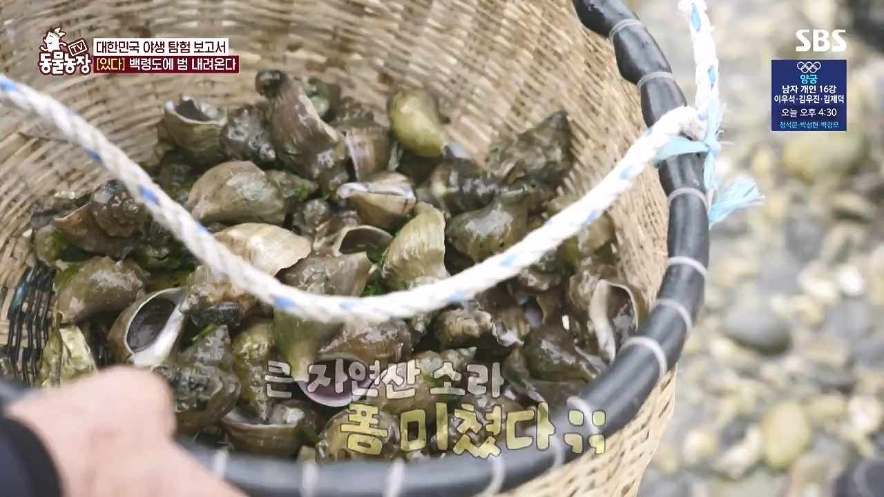 TV 동물농장.E1183.240805p-NEXT.mp4_20240804_154954.361.jpg