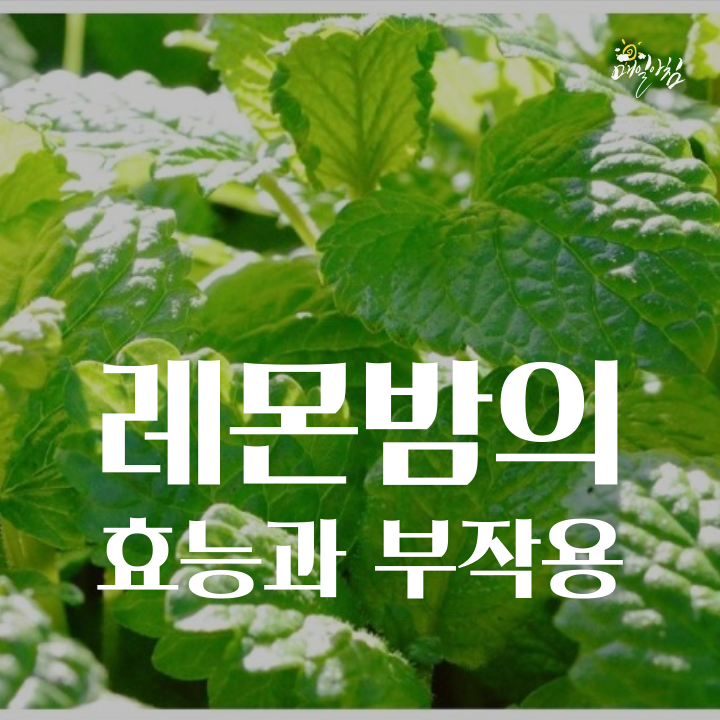 [매일아침좋은글] 레몬밤의 효능과 부작용 제대로 알고 드세요!