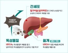 밀크씨슬과 UDCA(우르소데옥시콜산)