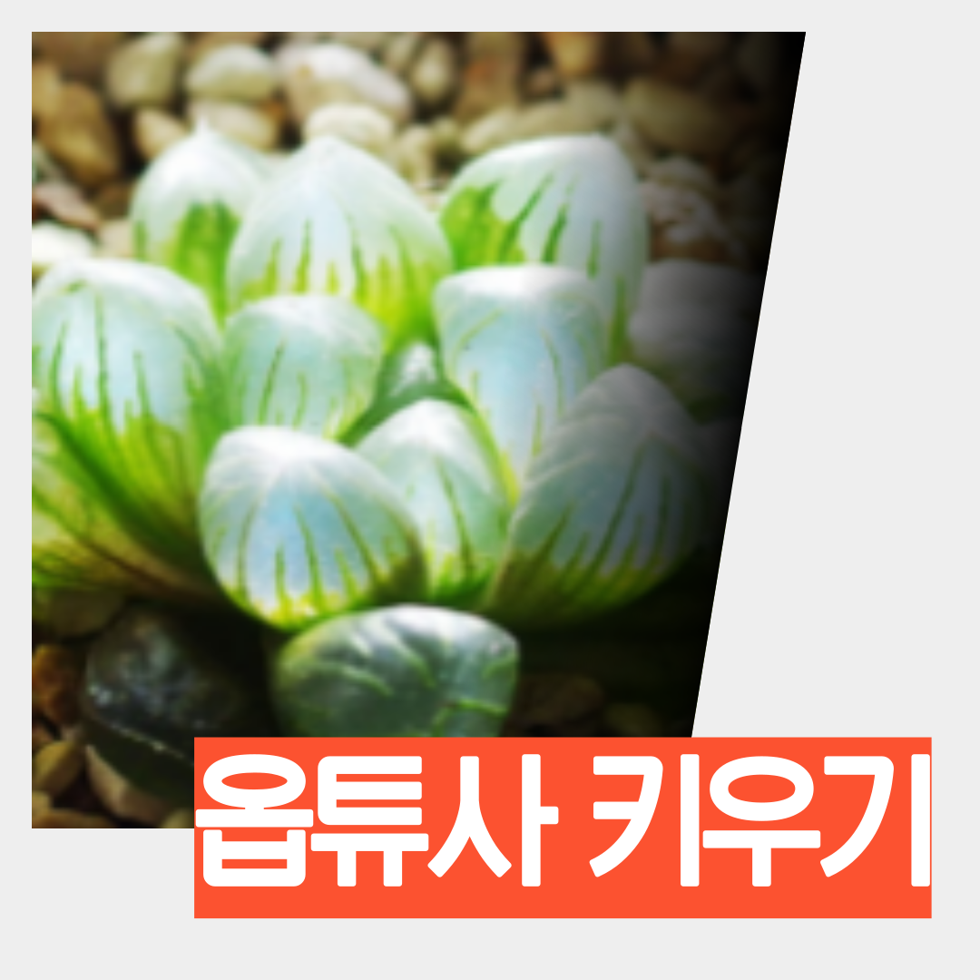  다육이 추천 둥근잎이 매력적인 옵튜사 키우기 (비료, 물, 번식 방법 등)