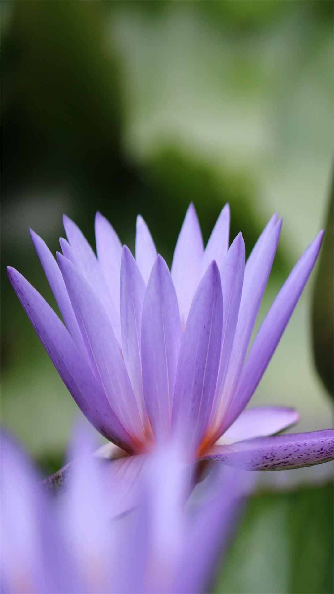 Lotus Flower iPhone Wallpaper