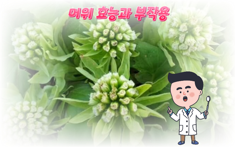  기침 가래 천식에 좋은 머위 효능과 부작용