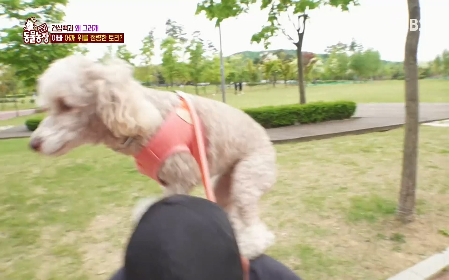 TV 동물농장.E1072.220605p.H264-F1RST.mp4_20220605_181421.354.jpg