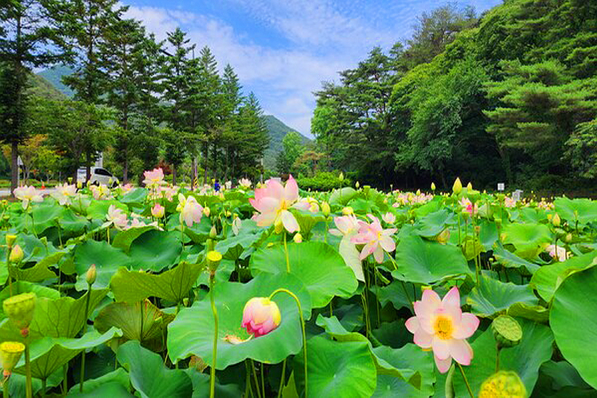 보은 속리산 연꽃단지