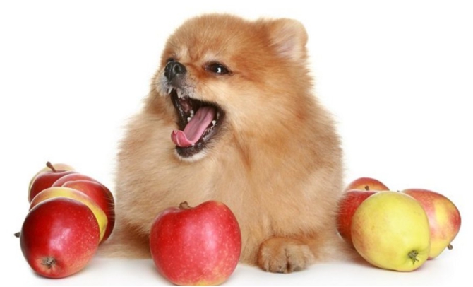 강아지가 먹어도 되는 과일