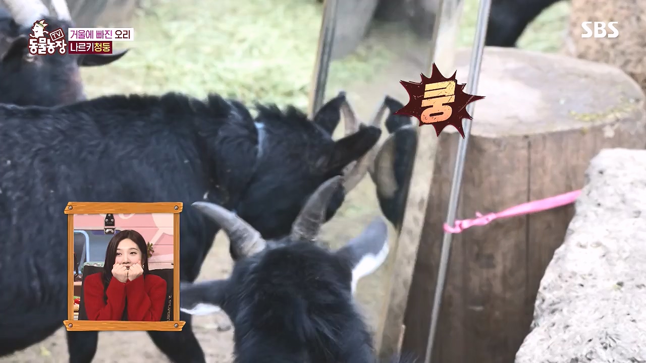 TV 동물농장.E1153.240108p-NEXT.mp4_20240107_173832.796.jpg