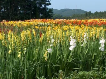 6월 축제 가볼만한 곳 완벽 가이드 2025년 최신_19