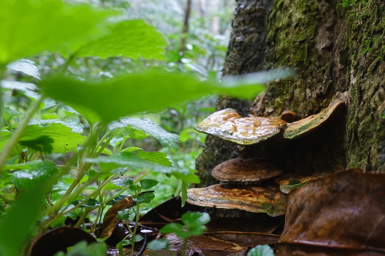 야생의 나무에 붙어서 자라고 있는 영지버섯 군락을 확대하여 찍은 사진