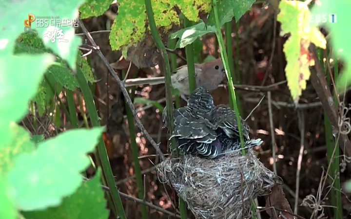 EBS 다큐프라임_ 220628.avi_20220629_205201.806.jpg