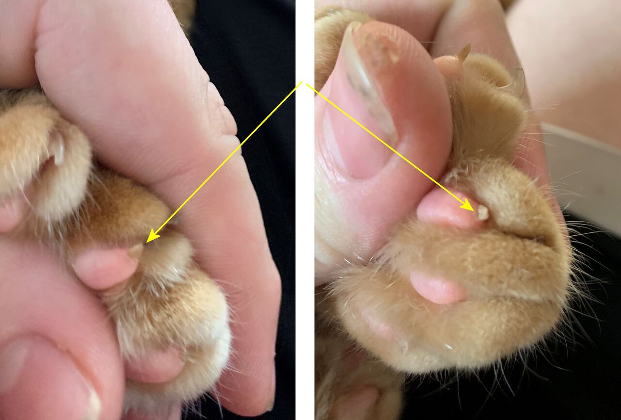 feline horned paws