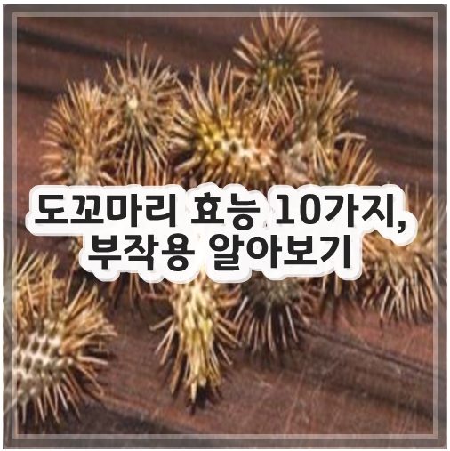 도꼬마리 효능 10가지, 부작용 알아보기