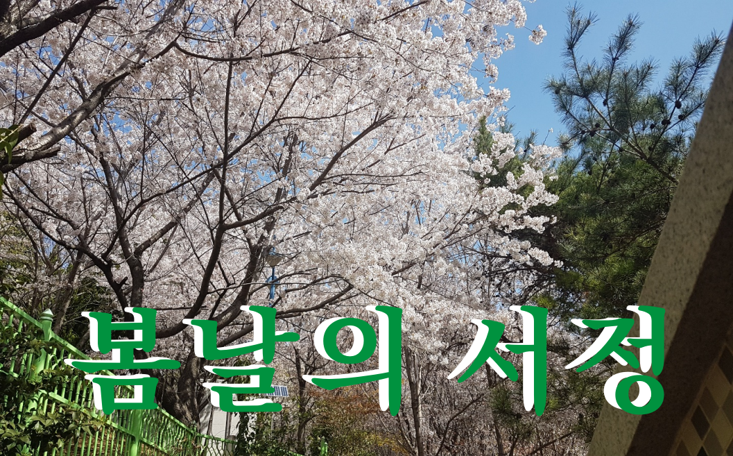  봄날의 서정. Cherry blossoms, Falling leaves,  .Spring wind, Enjoy warm daytime,  Help Relax.