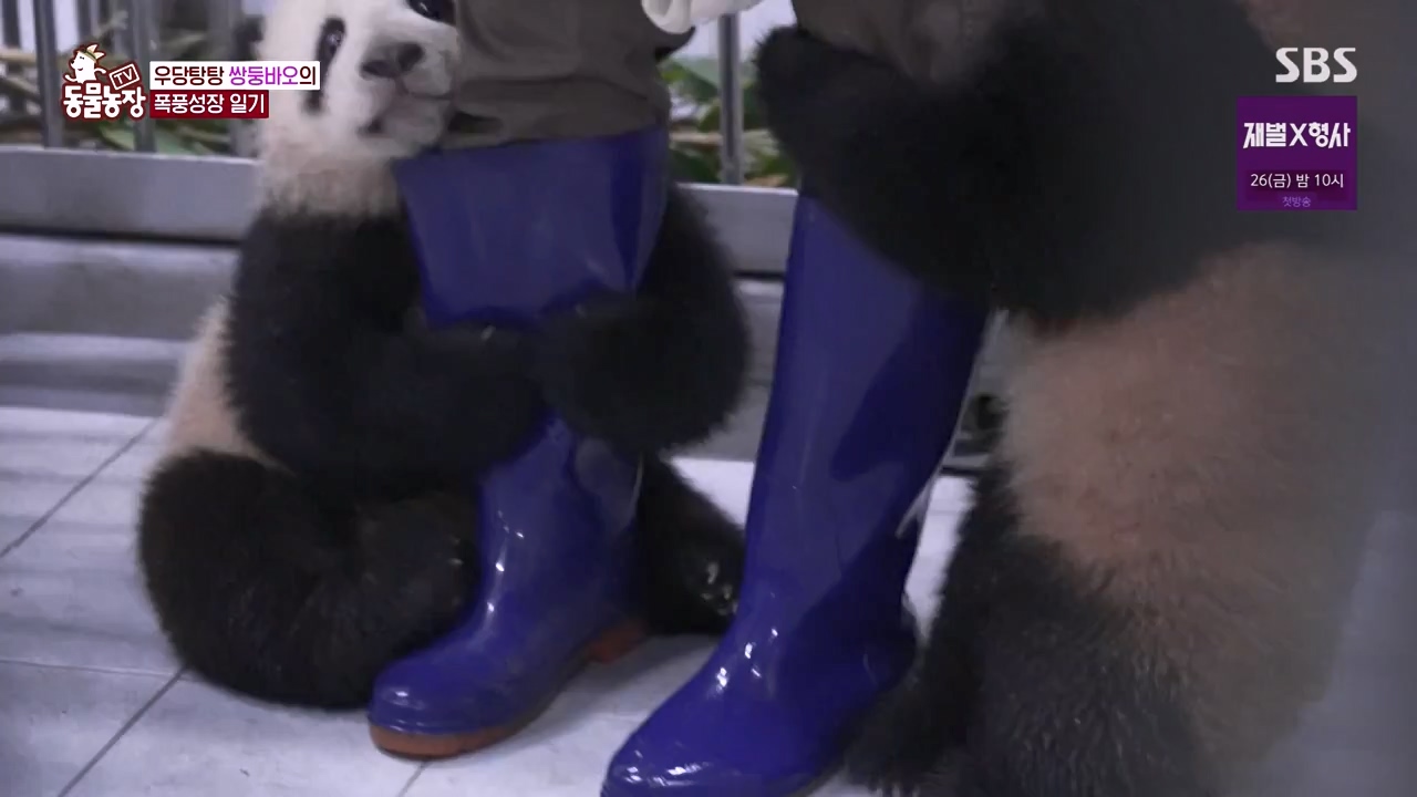 TV 동물농장.E1155.240122p-NEXT.mp4_20240121_145934.495.jpg
