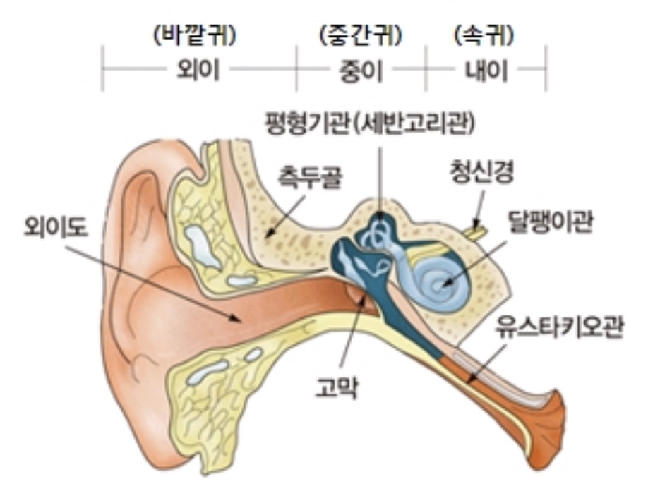 난청 을 진단하는 귀의 구조
