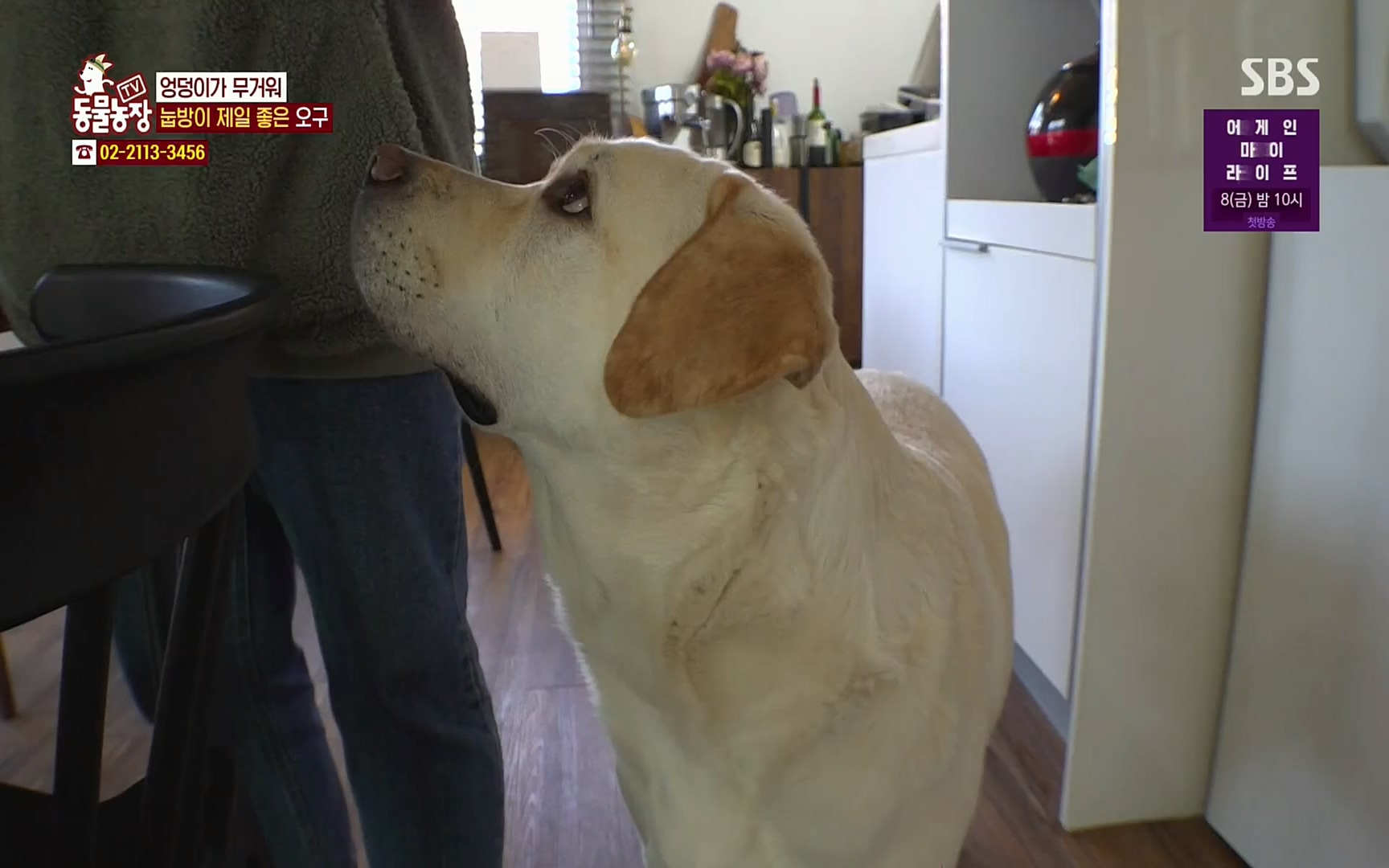 TV 동물농장.E1062.220327p.H264-F1RST.mp4_20220327_174414.181.jpg