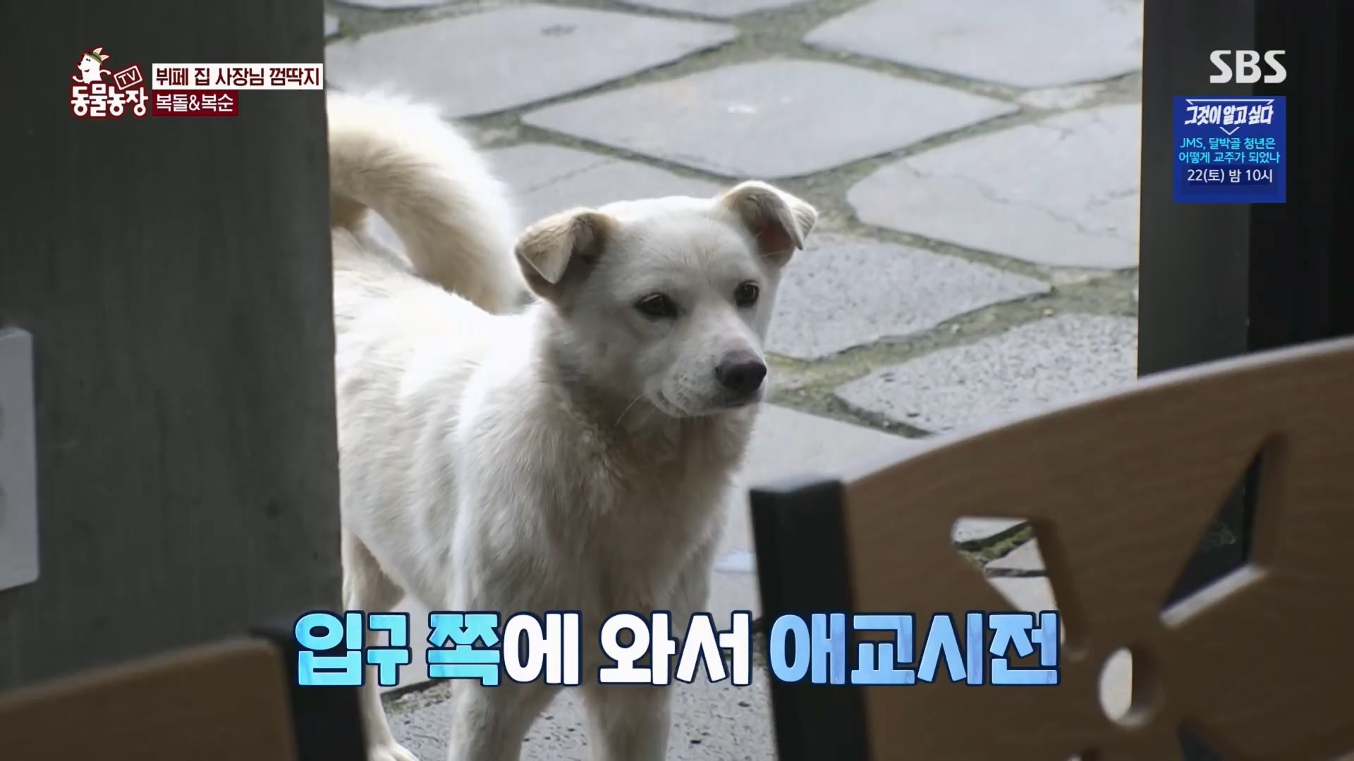 TV 동물농장.E1116.230416p.H264-F1RST.mp4_20230418_194200.251.jpg