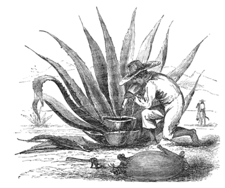 테킬라의 종류 - 테킬라 마시는 방법 - 데킬라 칵테일의 종류 - 테킬라 가격