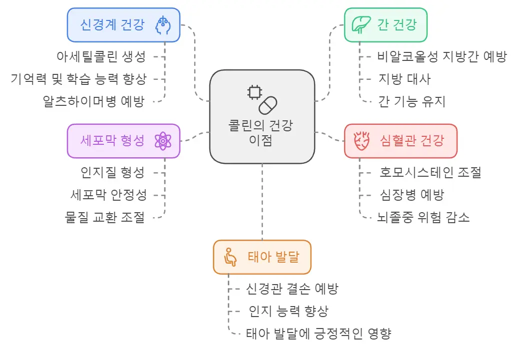 콜린효능