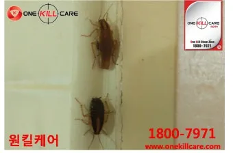 바퀴벌레 퇴치방법 총정리_14