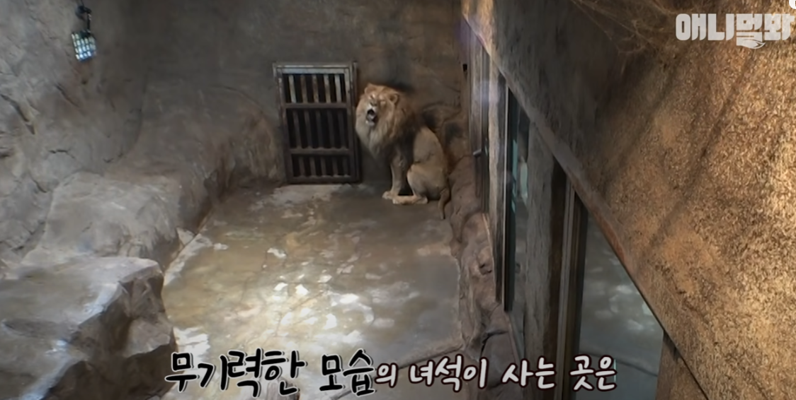 갈비사자