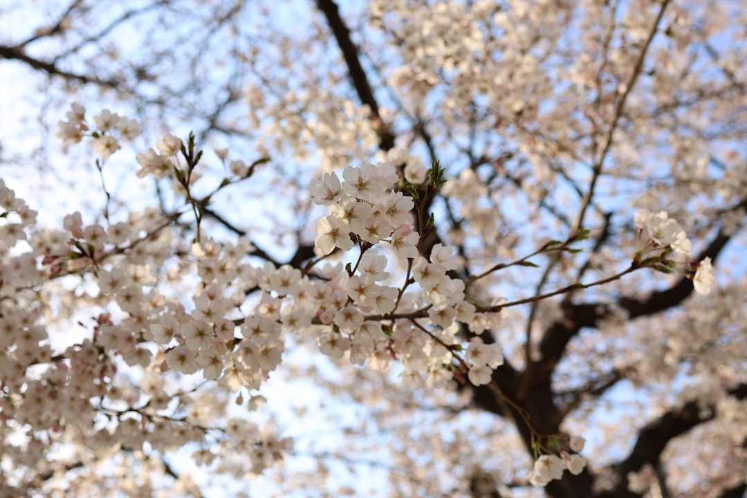 Cherry blossom.