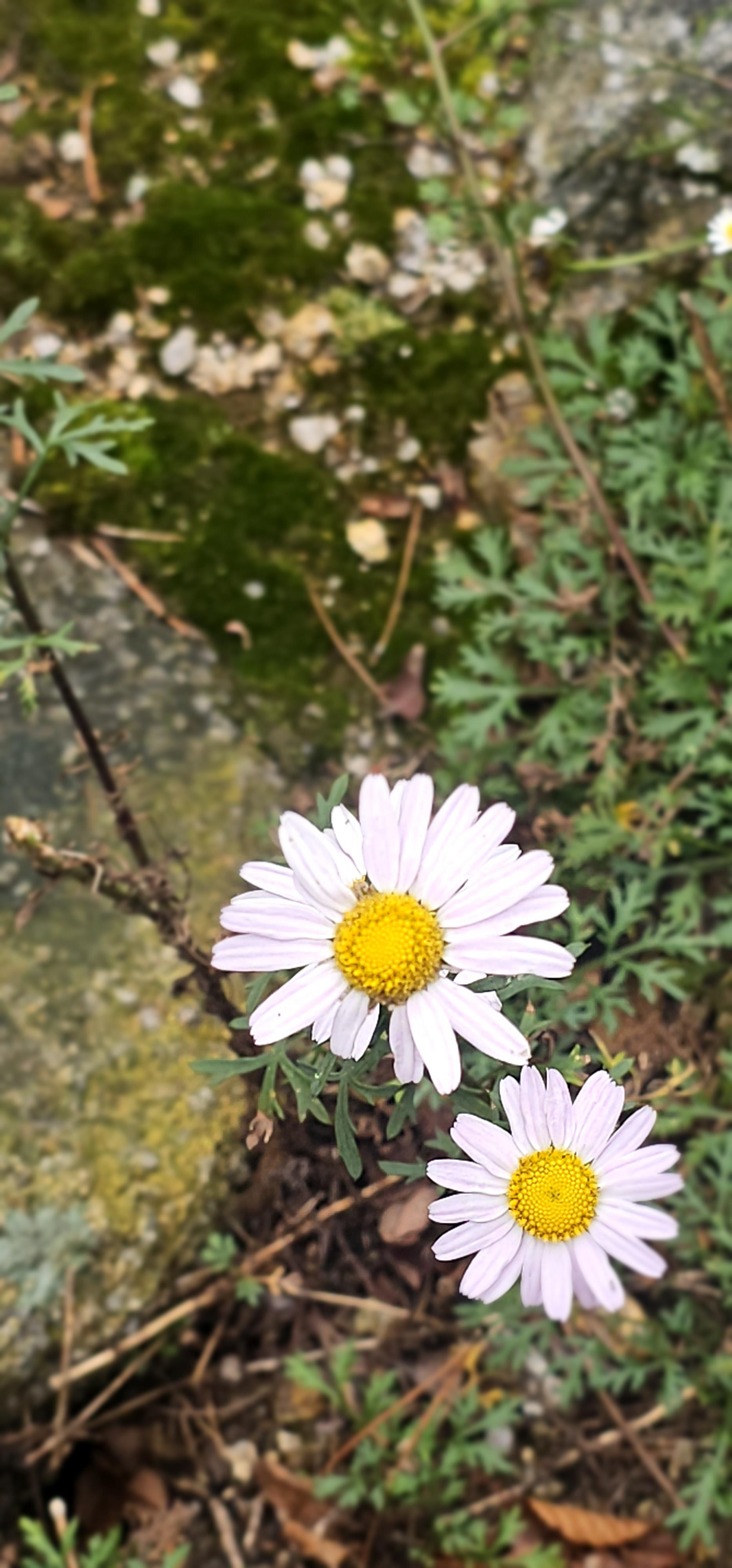 포천두꺼비 이미지