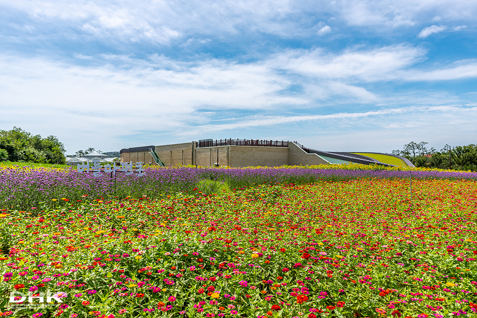 국내 1박2일 여름 여행 추천1박2일 서해 섬여행 신안 가볼만한곳 자은도 1004뮤지엄파크 세계조개박물관, 해바라기 5