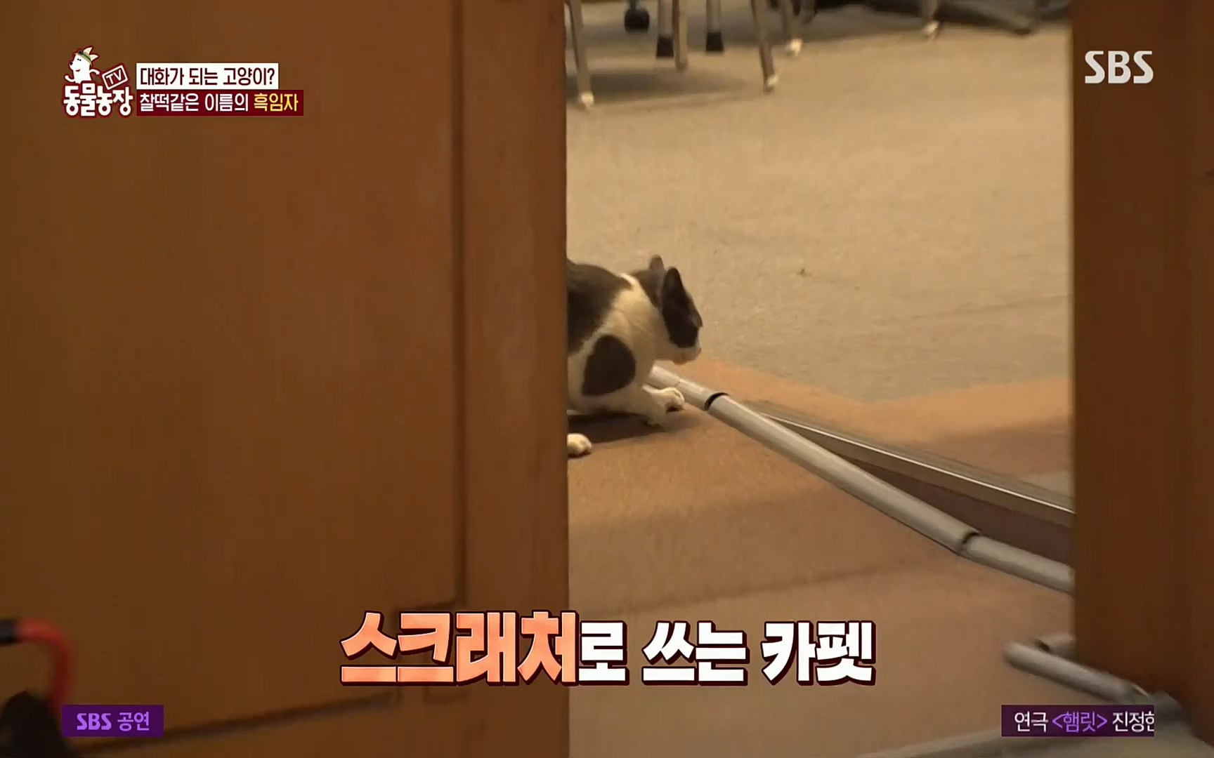 TV 동물농장.E1072.220605p.H264-F1RST.mp4_20220605_181430.262.jpg